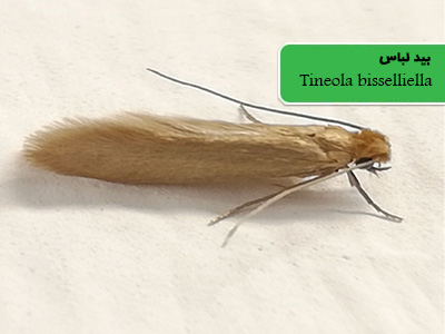 بید لباس (Tineola bissellella)