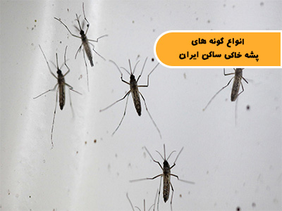 انواع گونه های پشه خاکی ناقل بیماری لیشمانیوز در ایران
