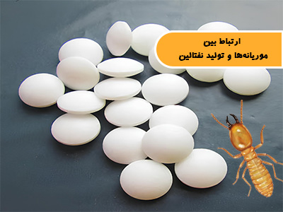 ارتباط بین موریانهها و تولید نفتالین
