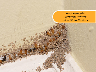 حضور موریانه در خانه چه مشکلات و بیماریهایی را برای ساکنین وجود می آورد؟