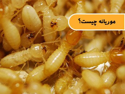 موریانه چیست؟