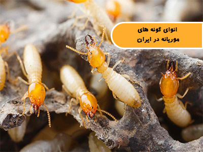 انوای گونه های موریانه در ایران