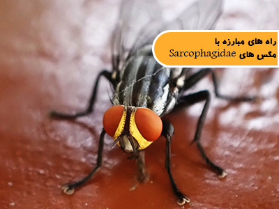 روش های مبارزه با مگس های خانواده سارکوفاژیده Sarcophagidae