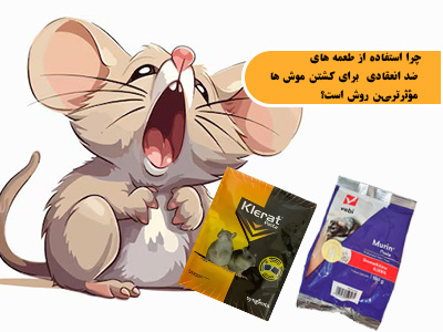 چرا استفاده از طعمه های ضد انعقادی برای کشتن موش ها مؤثرترین روش است؟