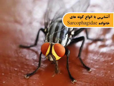 آشنایی با انواع گونه های خانواده Sarcophagidae