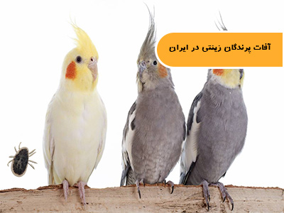 آفات پرندگان زینتی در ایران