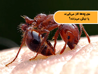 مورچهها گاز میگیرند یا نیش میزنند؟