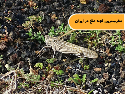 مخربترین گونه ملخ در ایران