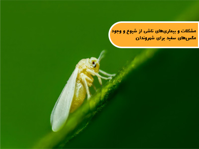 مشکلات و بیماریهای ناشی از وجود و طغیان جمعیت مگسهای سفید برای شهروندان