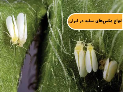 انواع سفیدبالکها (مگسهای سفید) در ایران