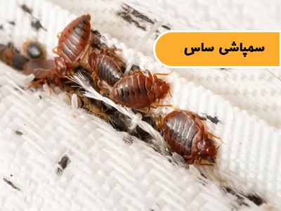 سمپاشی ساس