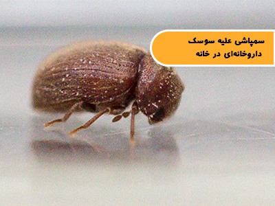 سمپاشی سوسک دارو یا سوسک داروخانه در خانه