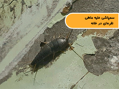سمپاشی ماهی نقرهای (بیدکاغذ) در خانه