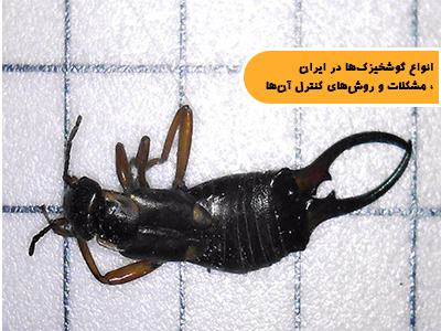 انواع گوشخیزکها در ایران، مشکلات و روشهای کنترل آنها
