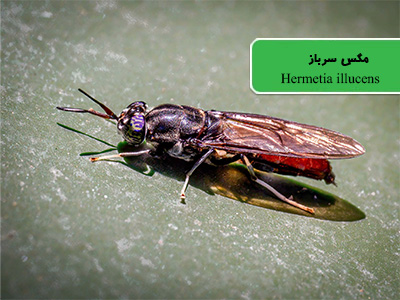 مگس سرباز سیاه (Hermetia illucens)