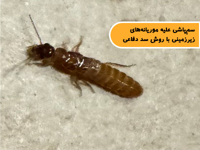 مبارزه با موریانههای زیرزمینی با روش سد دفاعی (سمپاشی موریانه)
