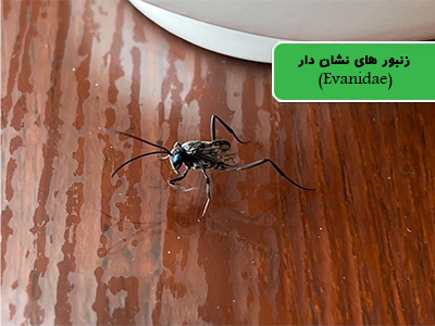 زنبورهای نشاندار (Evanidae)