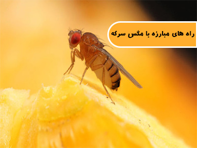 راه های مبارزه با مگس سرکه