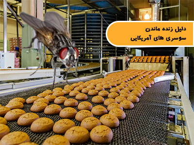 روش‌های عملی مبارزه با مگس‌های خانگی در صنایع بزرگ غذایی
