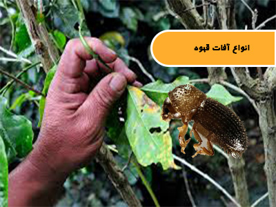 انواع آفات قهوه