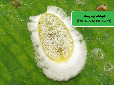 شپشک آردآلود پسته یا شپشک نرم پسته (Pulvinaria pistaciae)
