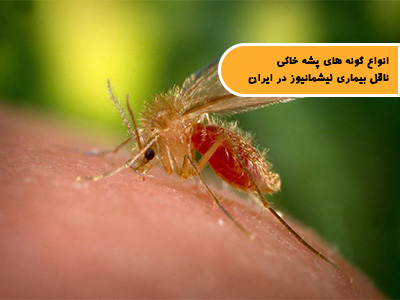 انواع گونه های پشه خاکی ناقل بیماری لیشمانیوز در ایران