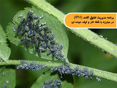 برنامه مدیریت تلفیق آفات (IPM) در مبارزه با شته انار و کپک دوده ای