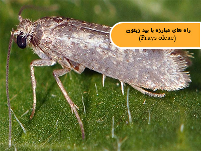 راه های مبارزه با بید زیتون (Prays oleae)